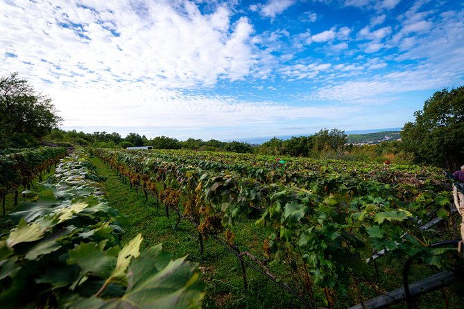 olive-farm-village-2