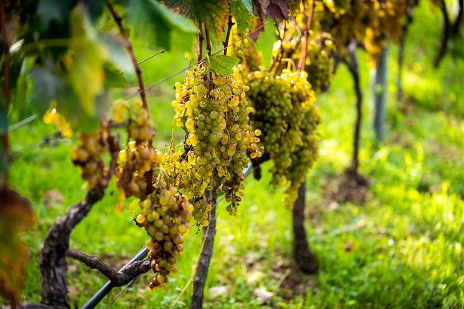 olive-farm-village-2