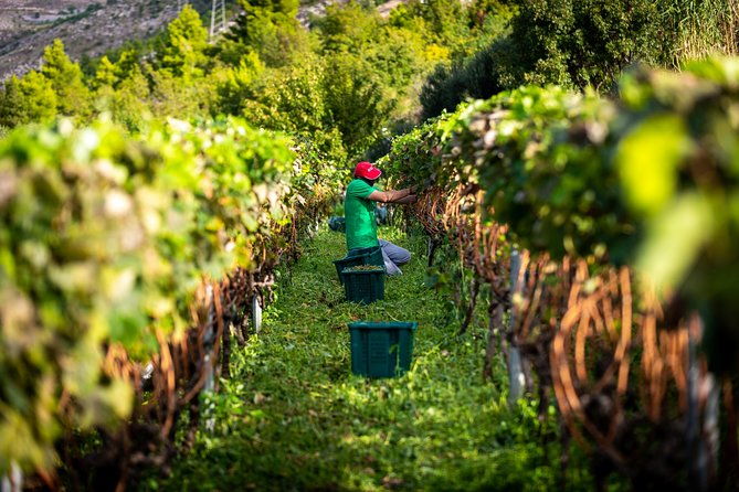 olive-farm-village-2