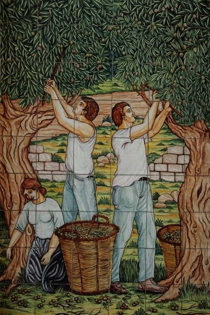 Olive grove walk and Tasting - Key Points