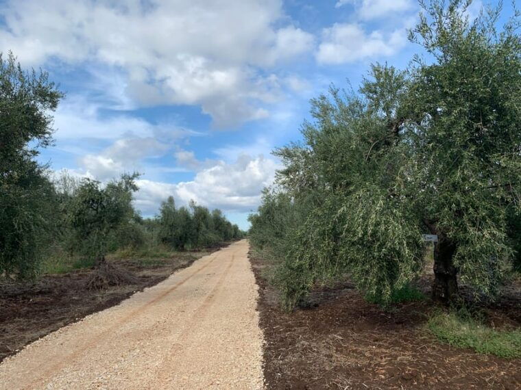 olive-grove-walking-puglian-food-and-olive-oil-pairing-tour