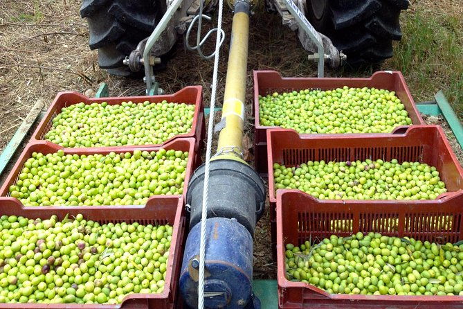 olive-harvest-in-provence