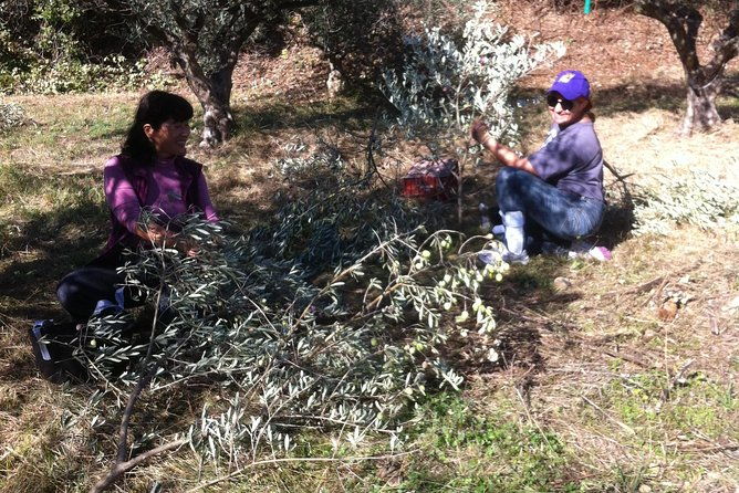 olive-harvest-in-provence