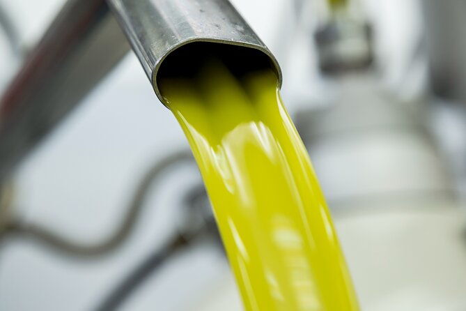 olive-harvest-visit-to-the-oil-mill-and-typical-lunch