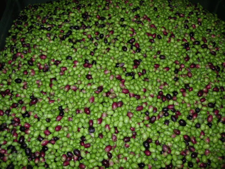 olive-mill-tour-and-tasting-in-the-padua-hills