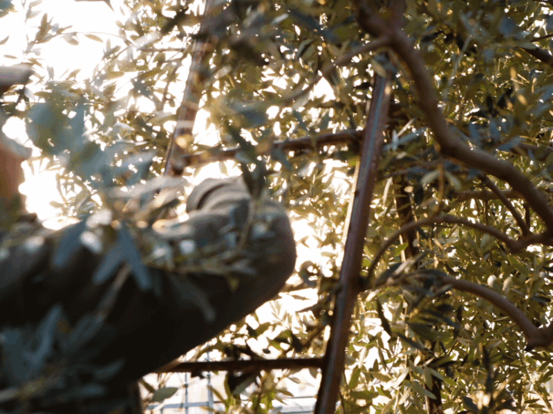 olive-mill-tour-and-tasting-in-the-verona-countryside