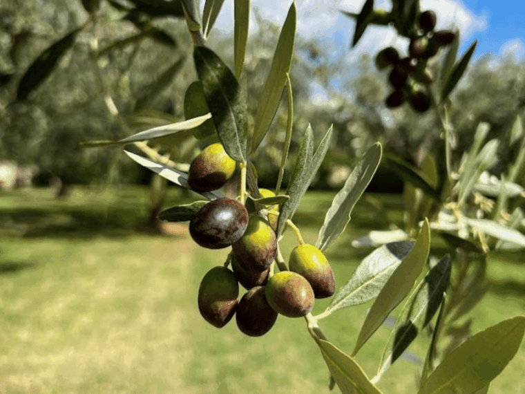olive-mill-tour-and-tasting-in-the-verona-countryside