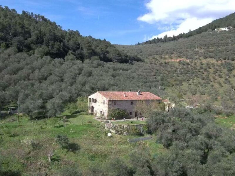 olive-mill-tour-with-oil-and-food-tastings-near-pisa