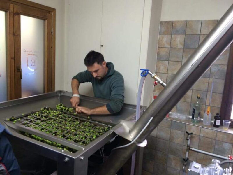 olive-mill-tour-with-oil-and-food-tastings-near-pisa