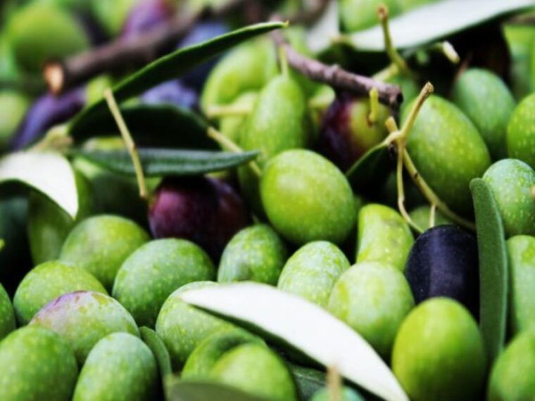 olive-mill-tour-with-oil-and-food-tastings-near-pisa
