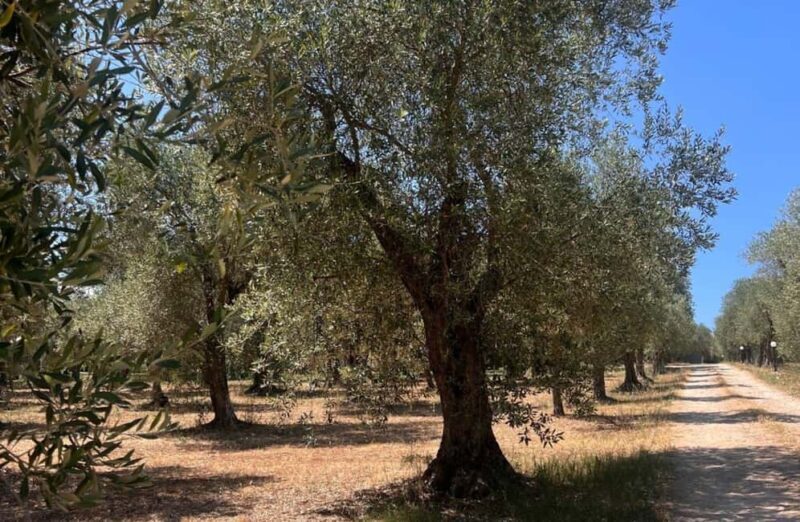 Olive Mill Tour with Olive Oil Tasting in Sassari - The Practicalities: Price, Duration, and Logistics