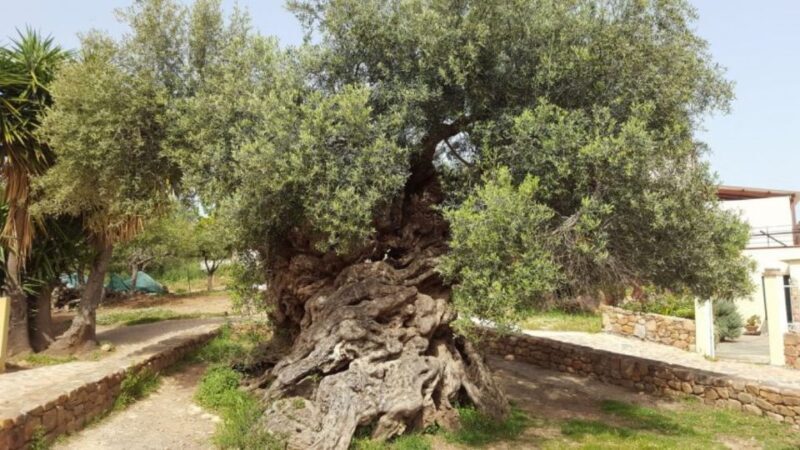 Olive Mill Visit & Olive oil Tasting 3-hour Trip Private - An In-Depth Look at the Tour Itself