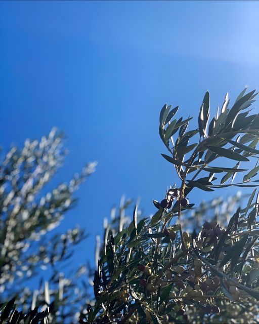 olive-oil-cheese-and-wine-tasting-with-local-expert-3
