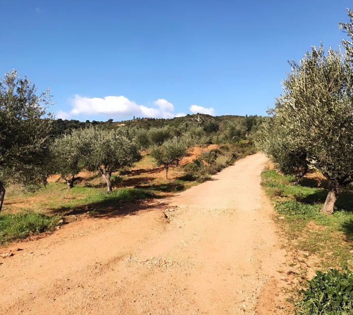 olive-oil-cheese-and-wine-tasting-with-local-expert-3