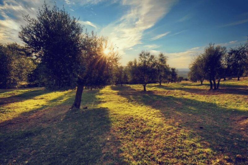 olive-oil-factory-from-sevilla-private-tour