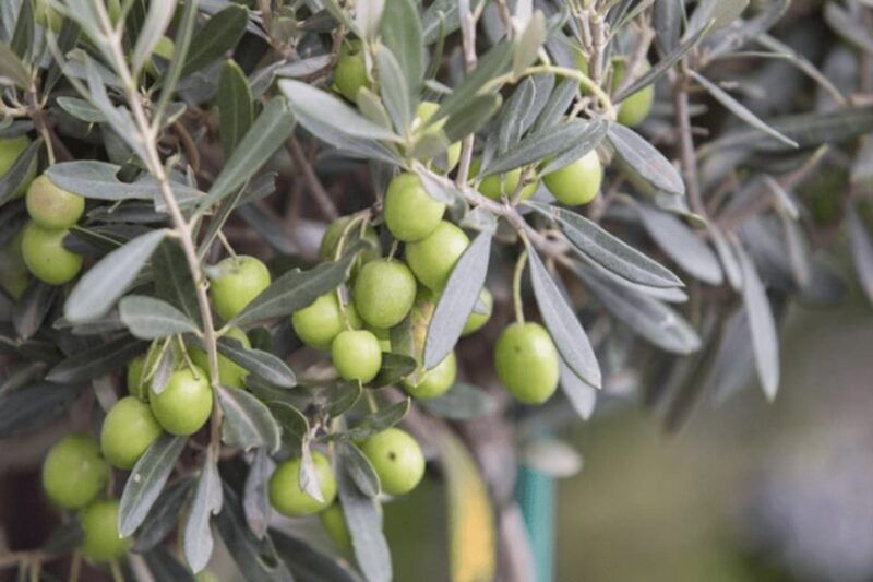 olive-oil-factory-from-sevilla-private-tour