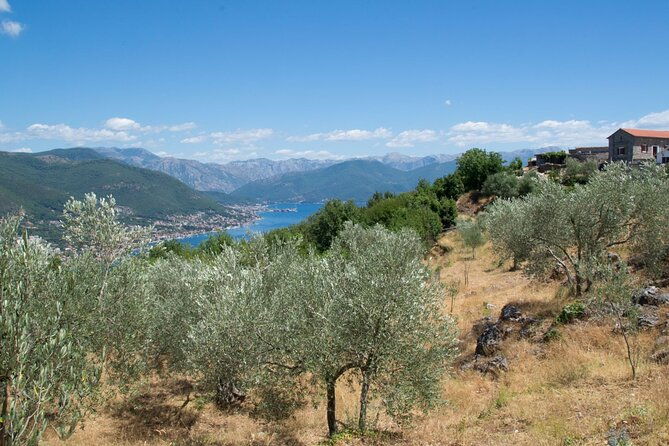 olive-oil-farm-to-fork-experience-short-walking-tour-of-kotor
