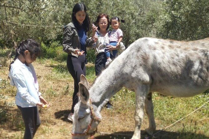 olive-oil-half-day-private-experience-from-granada