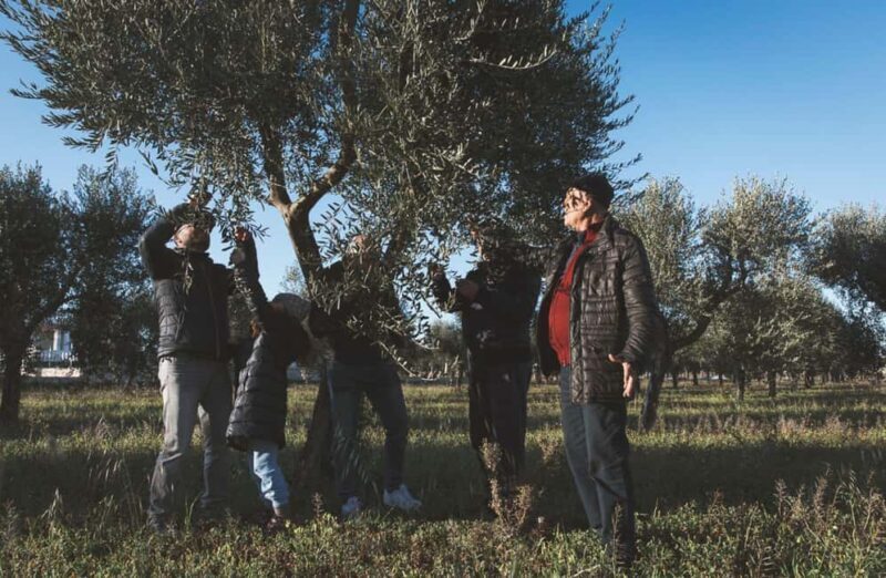 Olive Oil Mill Tour with Tasting and Gift near Bari - What to Expect from the Olive Oil Mill Tour