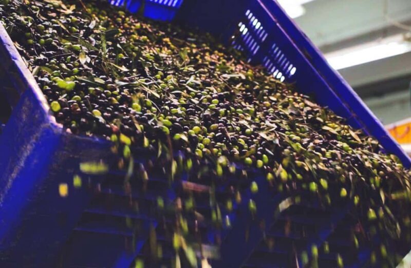 Olive Oil Mill Tour with Tasting and Gift near Bari - Additional Practical Details