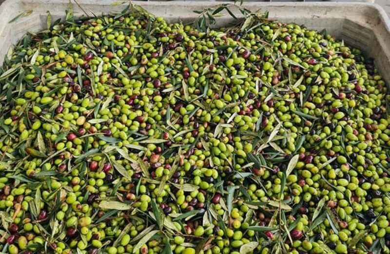 Olive Oil Mill Tour with Tasting and Gift near Bari - Why This Tour Works for Travelers