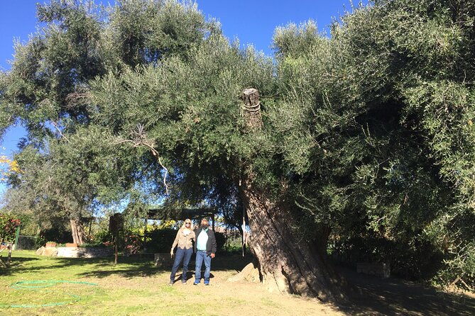 olive-oil-private-full-day-tour-with-tasting-in-valencia