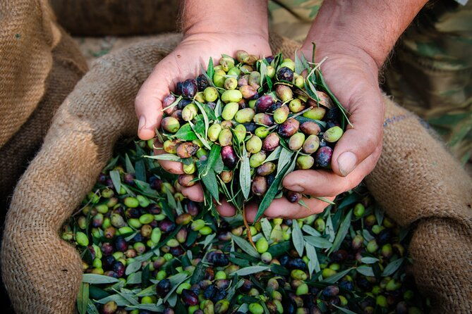 olive-oil-private-tour-in-portugal