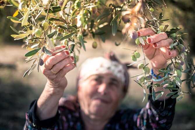 olive-oil-private-tour-in-portugal