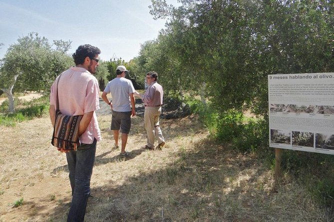 olive-oil-tasting-and-culinary-day-trip-in-carmona