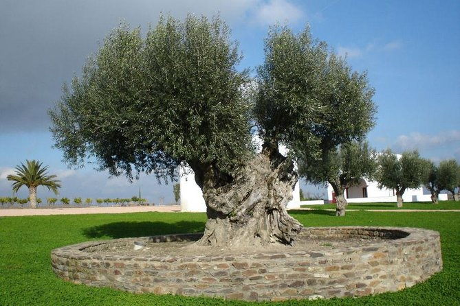 olive-oil-tasting-and-culinary-day-trip-in-carmona