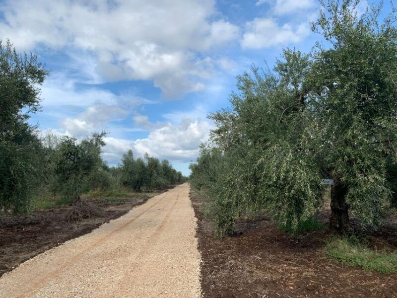 olive-oil-tasting-and-olive-grove-walking-tour