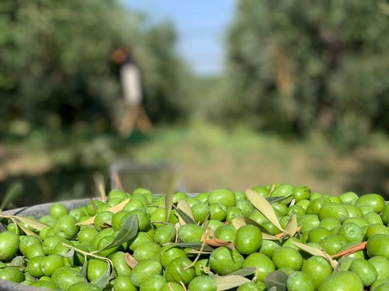olive-oil-tasting-and-olive-grove-walking-tour