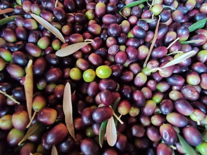 Olive Oil Tasting and Visit at Lake Como - Final Thoughts