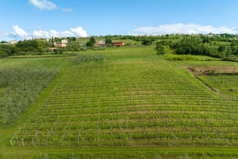 olive-oil-tasting-experience-a-journey-of-flavors-and-aromas