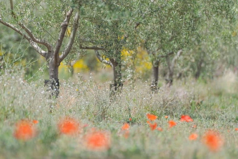 Olive Oil Tasting Experience in Nicolosi - Key Points