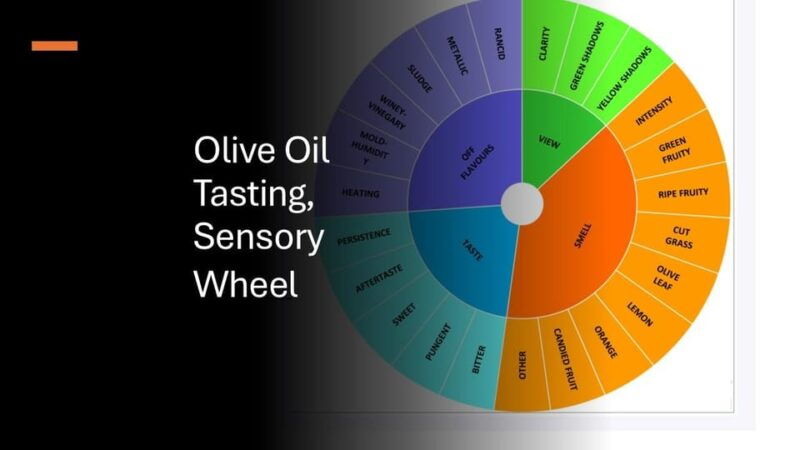 olive-oil-tasting-with-wine-meal-history-kamenjak-np-2