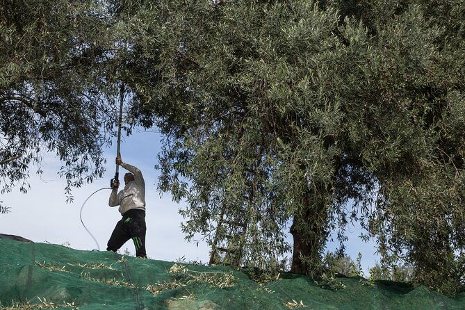 olive-oil-tour-visit-to-the-oil-mill-and-olive-oil-tasting-2