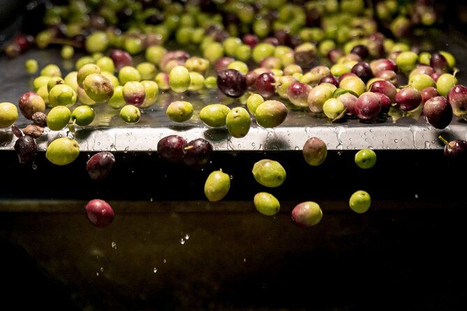 olive-oil-tour-visit-to-the-oil-mill-and-olive-oil-tasting