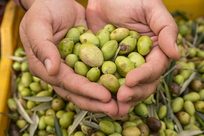 olive-oil-tour-visit-to-the-oil-mill-and-olive-oil-tasting