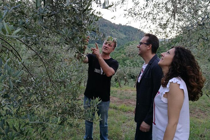 Olive Oil tour with Tuscan dinner - Key Points  