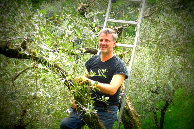 Olive Oil tour with Tuscan dinner - Authenticity and Reviews  