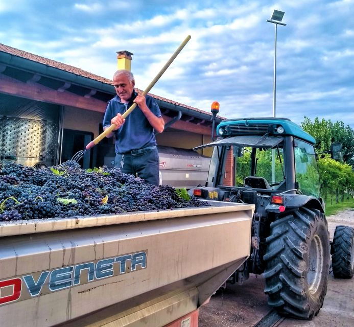olive-oil-wine-in-the-euganean-hills-from-terme