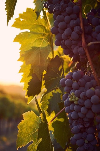 Olive Oil & Wine Trip Tasting With Pickup (7 Hours) - Who Will Love This Tour?
