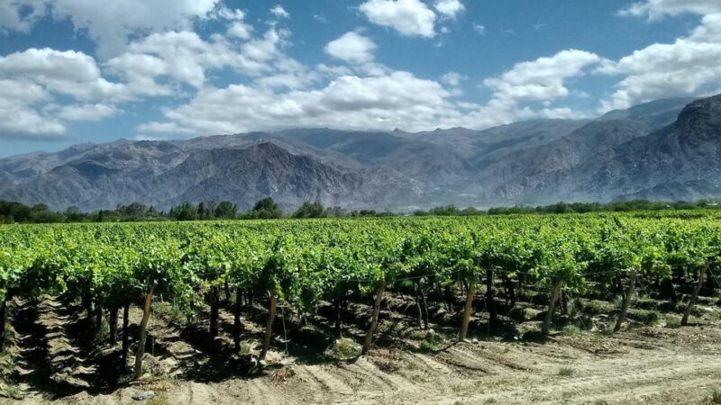 Olive Oil & Wine Trip Tasting With Pickup (7 Hours) - Frequently Asked Questions