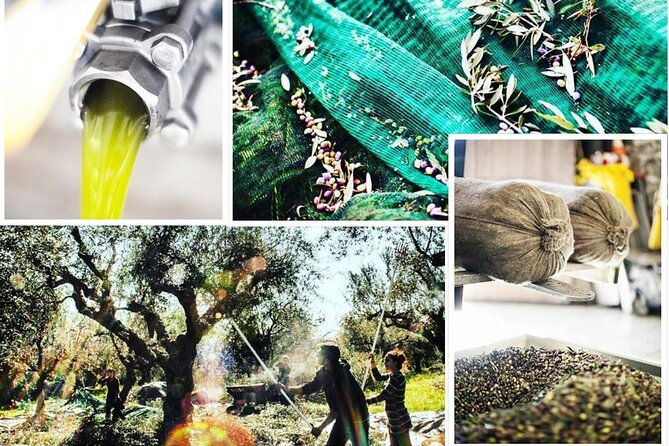 olive-tour-tasting-2