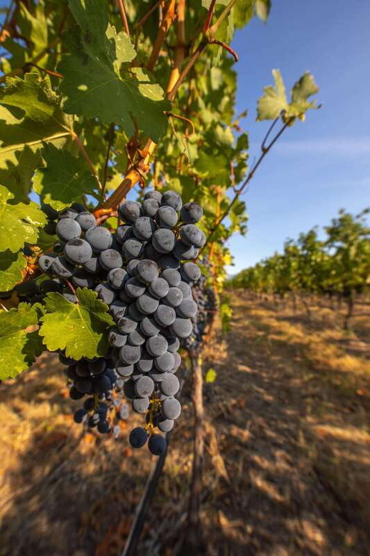 oliver-oliver-full-day-guided-wine-tour