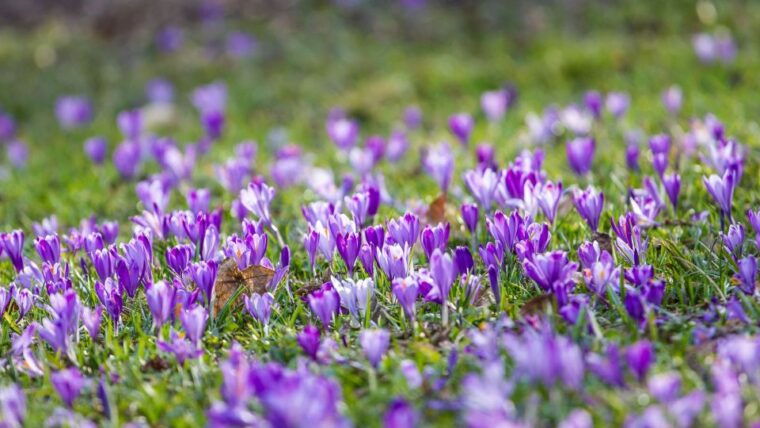 olmedo-saffron-workshop-with-shepherd-and-tasting