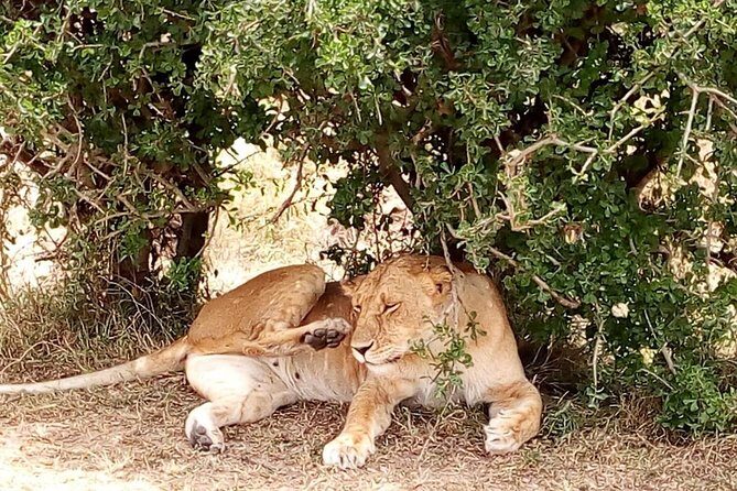 Olpejeta conservancy Day tour - Lunch and Relaxation