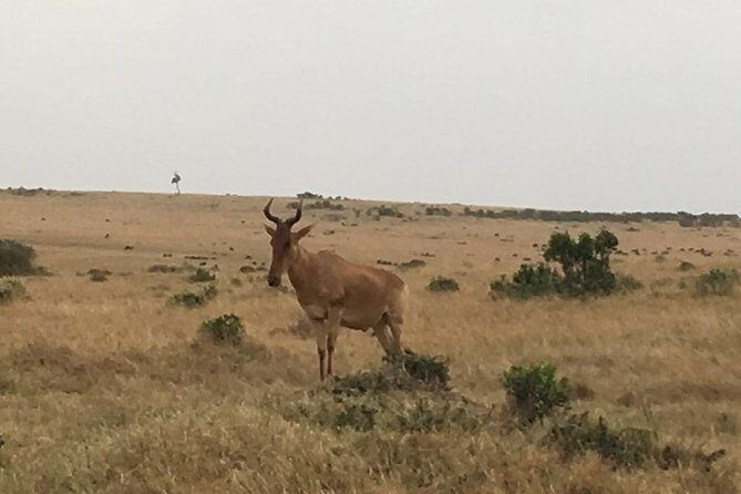 Olpejeta conservancy Day tour - Additional Wildlife Encounters & Personal Highlights