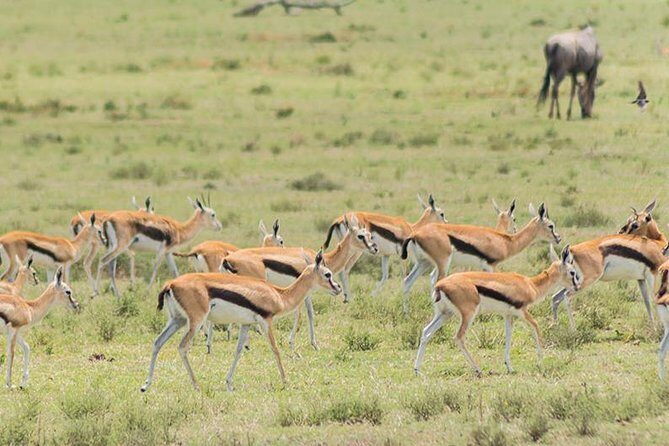 Olpejeta, Lake Naivasha, Masai Mara 5 Days Private Kenya Jeep tour - An Overview of the 5-Day Kenya Safari Experience